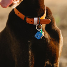 Pet accessories